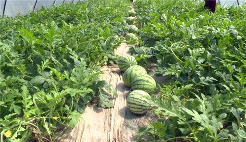 福建吃瓜爆料最新视频,揭秘视频背后的惊人真相